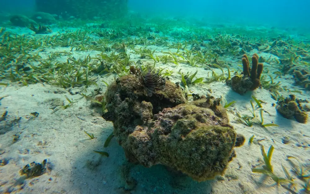 a large group of seaweed on the bottom of the ocean floor