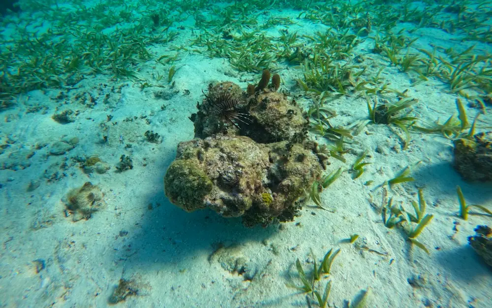 a group of seaweed on the bottom of the ocean floor