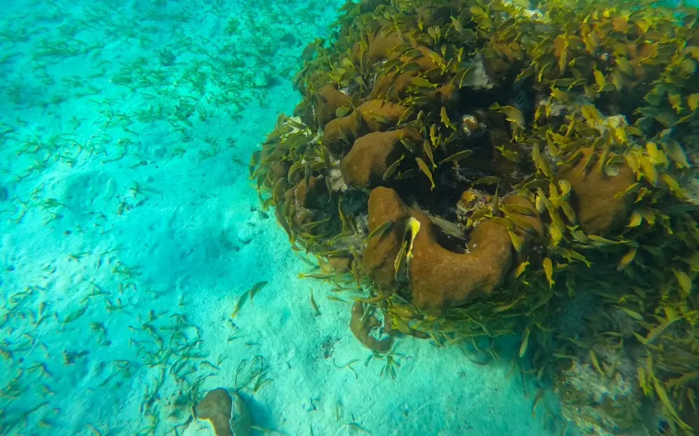 sea weed growing on the bottom of a coral reef