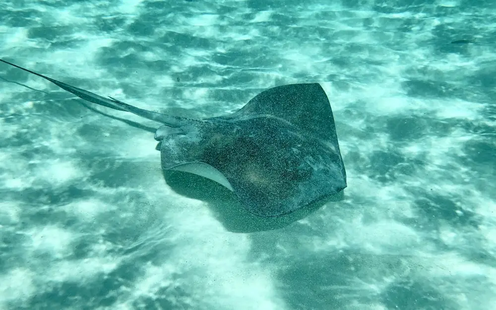 black stingray on body of water
