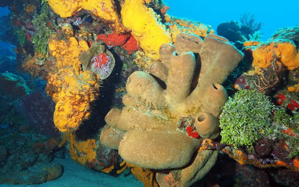 brown and gray coral reef