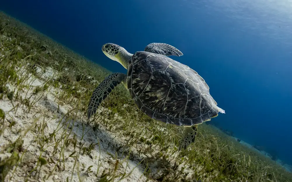 A green sea turtle swimming over a sandy seabed with patches of seagrass