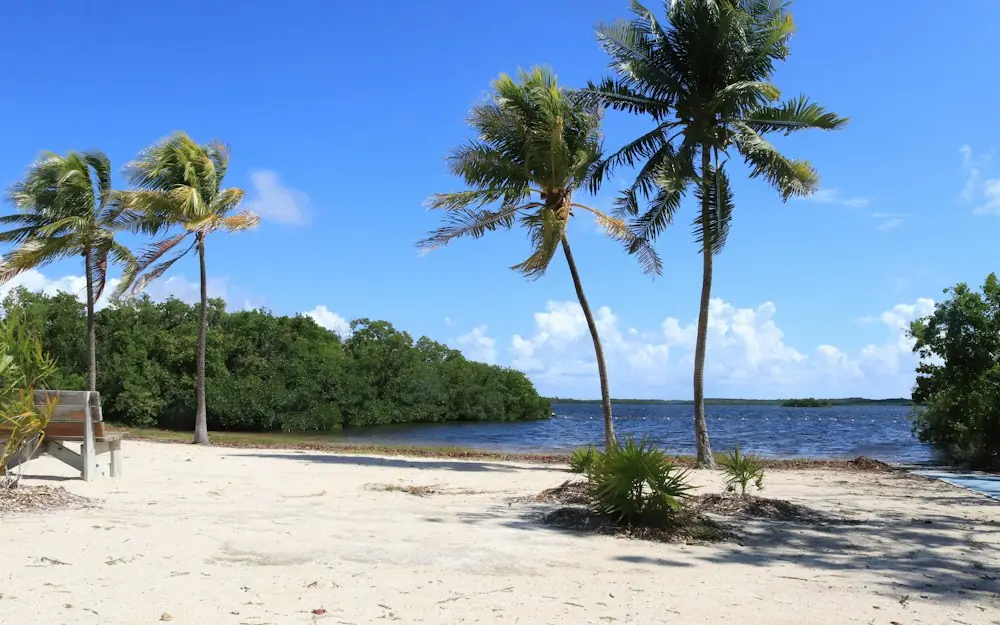 a sandy beach with palm trees and a bench