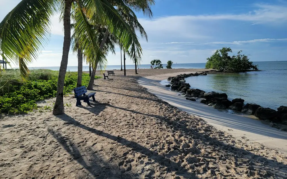 a person sitting on a bench under a palm tree