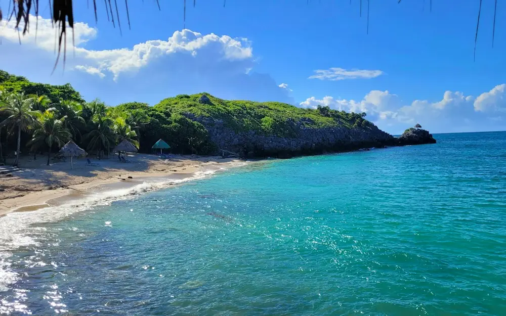 a beach with trees and a body of water