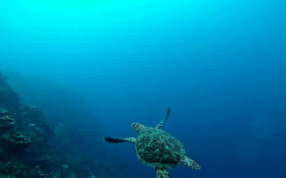 sea turtle in water